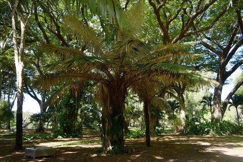 Astrocaryum urostachys