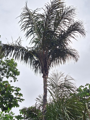Astrocaryum vulgare (Awarra palm) — photo