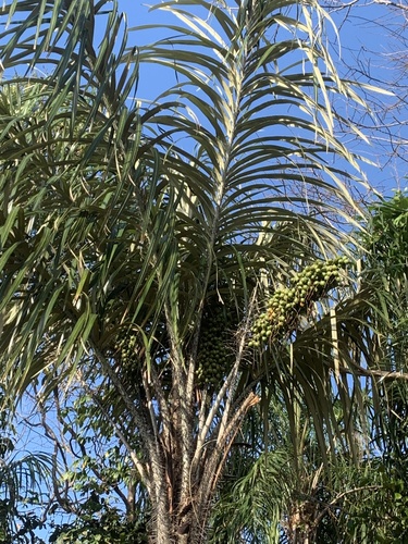 Astrocaryum vulgare (Awarra palm) — photo