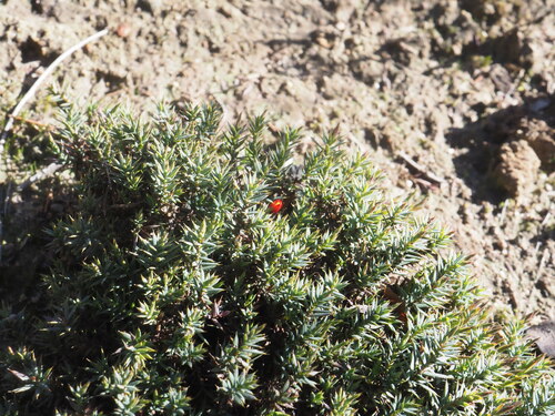 Astroloma ciliatum (Moss-leaved heath) — photo