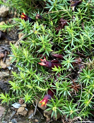Astroloma ciliatum (Moss-leaved heath) — photo