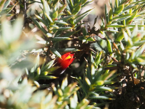 Astroloma ciliatum