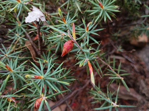 Astroloma conostephioides (Flame heath) — photo
