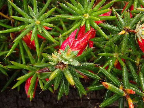 Astroloma conostephioides