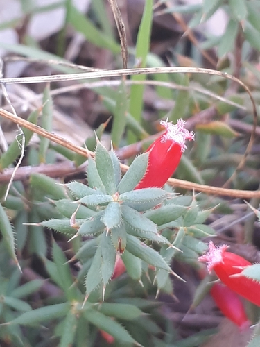 Astroloma humifusum (Native cranberry) — photo