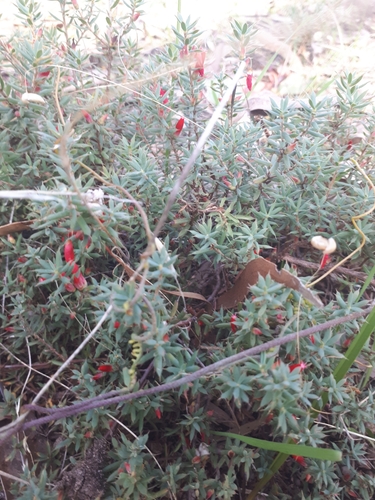 Astroloma humifusum (Native cranberry) — photo