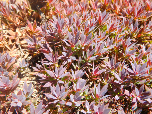 Astroloma humifusum