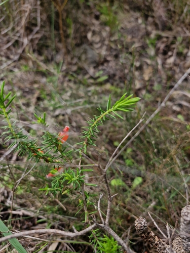 Astroloma microcalyx (Native cranberry) — photo