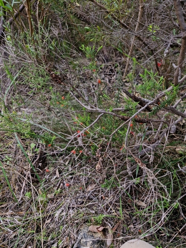 Astroloma microcalyx (Native cranberry) — photo