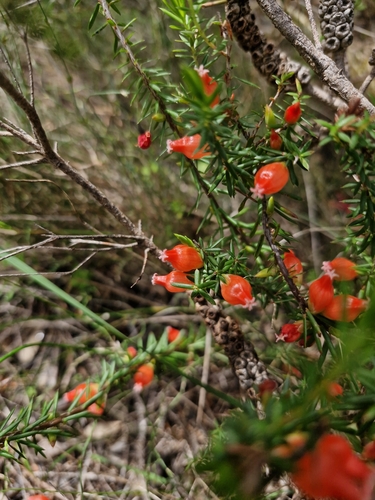 Astroloma microcalyx