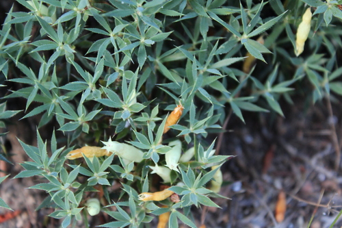 Astroloma pallidum (Kick bush) — photo
