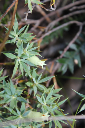 Astroloma pallidum (Kick bush) — photo