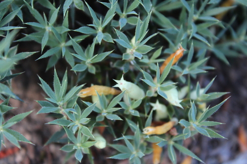 Astroloma pallidum