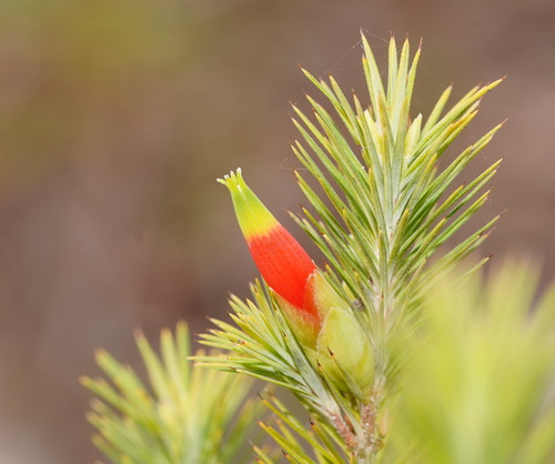 Astroloma pinifolium (Cranberry) — photo