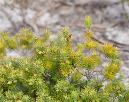 Astroloma pinifolium (Cranberry) — photo
