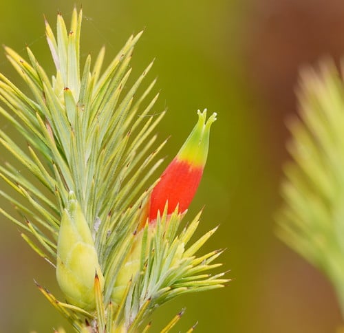 Astroloma pinifolium
