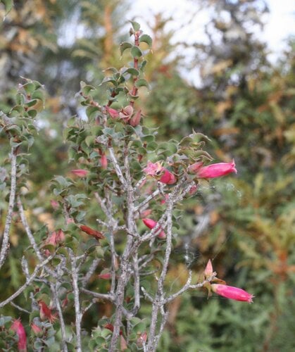 Astroloma serratifolium