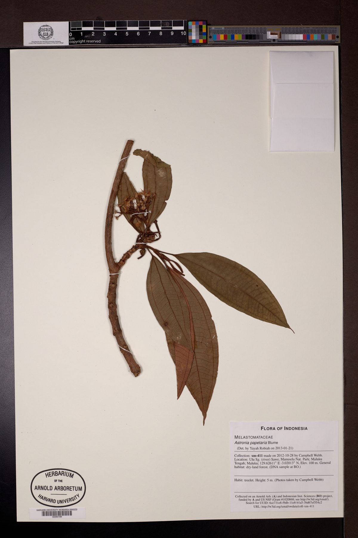 Astronia papetaria — photo