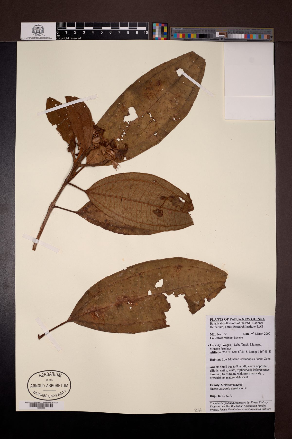 Astronia papetaria — photo