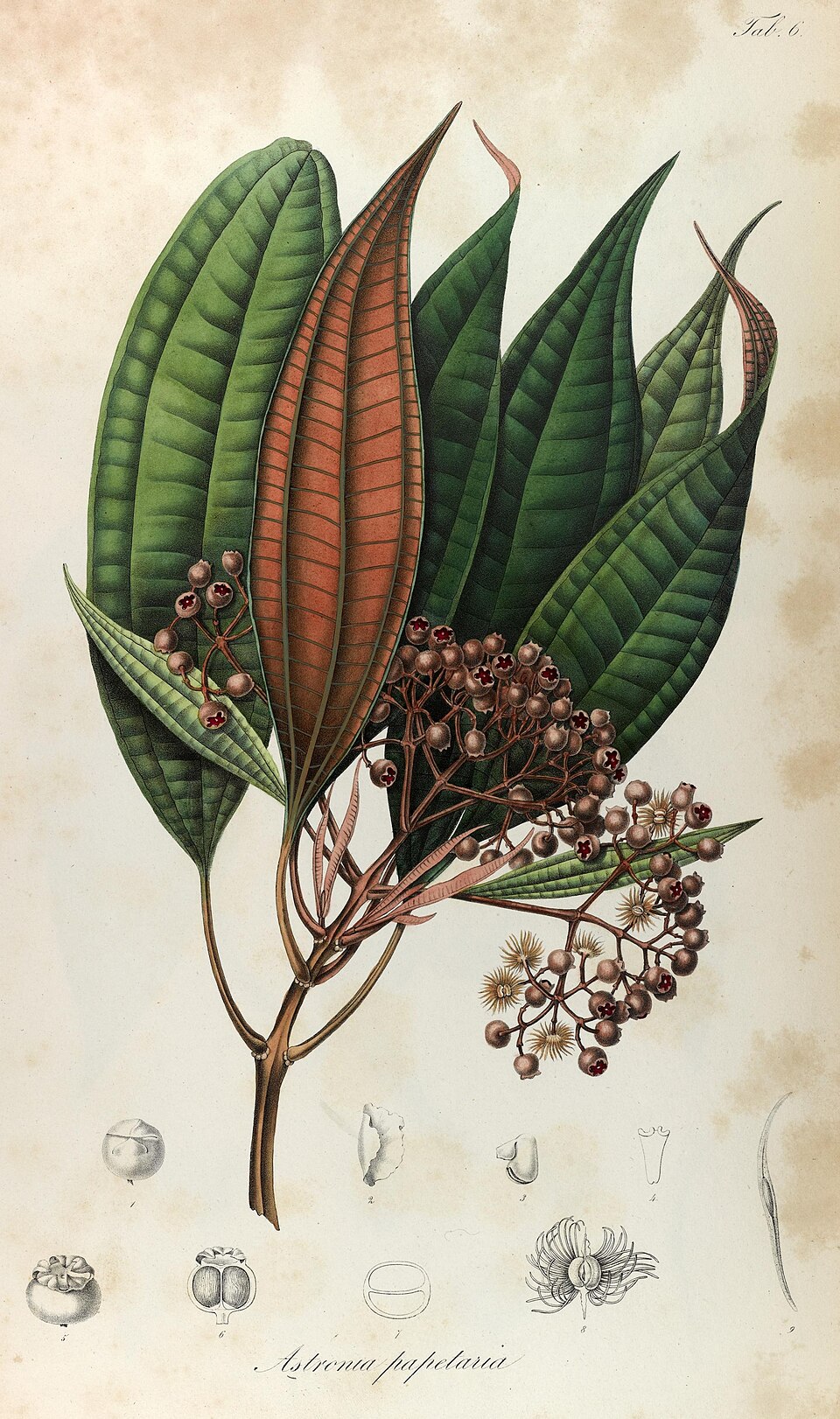 Astronia papetaria
