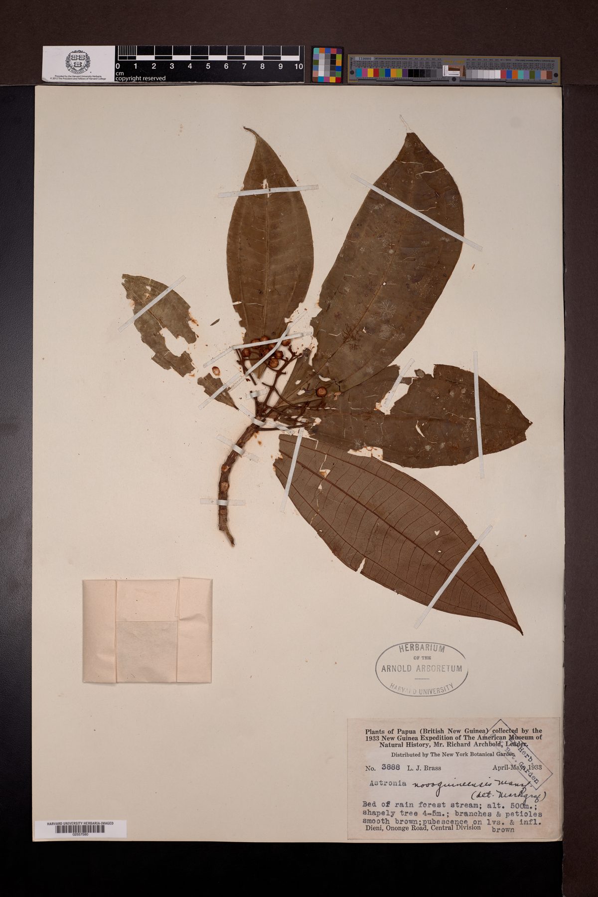 Astronia papuana — photo