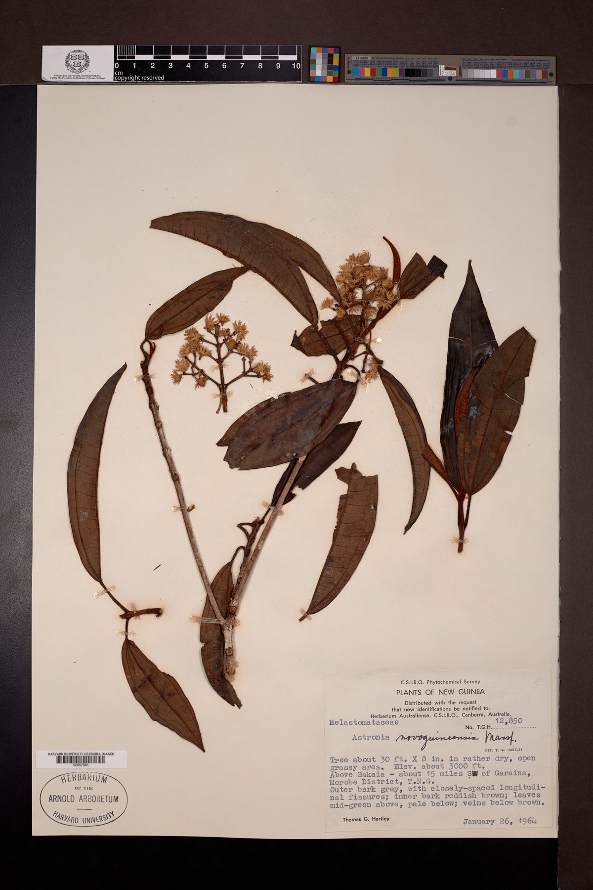 Astronia papuana