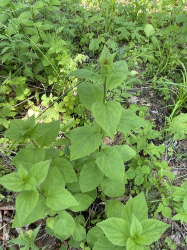 Asyneuma japonicum (Horned rampion) — photo