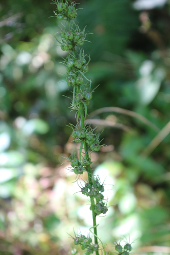 Asyneuma japonicum (Horned rampion) — photo