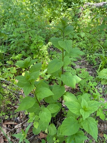Asyneuma japonicum