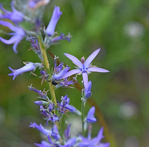 Asyneuma limonifolium — photo