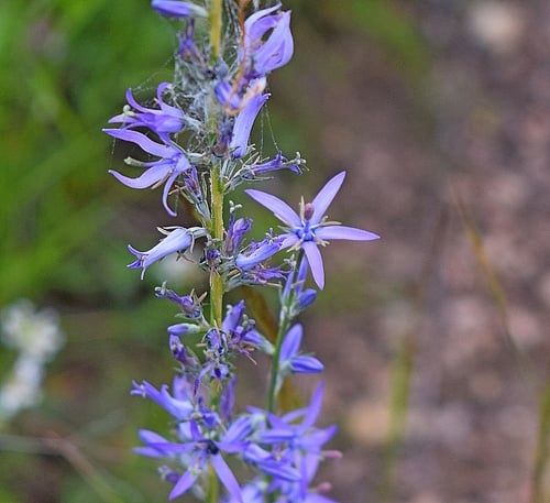 Asyneuma limonifolium — photo