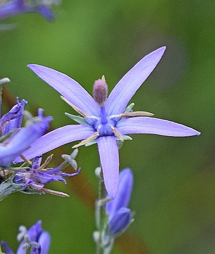 Asyneuma limonifolium