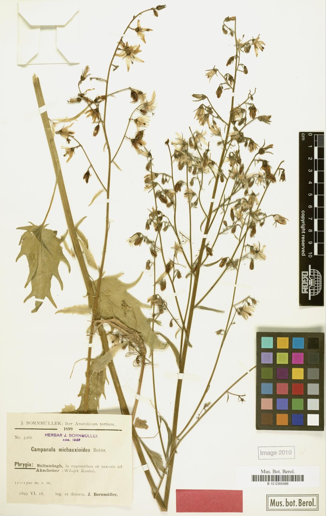 Asyneuma michauxioides