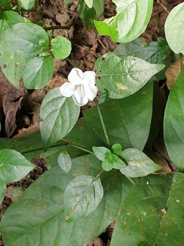 Asystasia buettneri