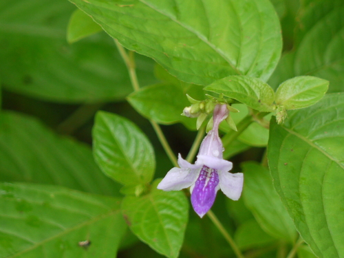Asystasia dalzelliana (Violet asystasia) — photo