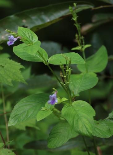 Asystasia dalzelliana (Violet asystasia) — photo
