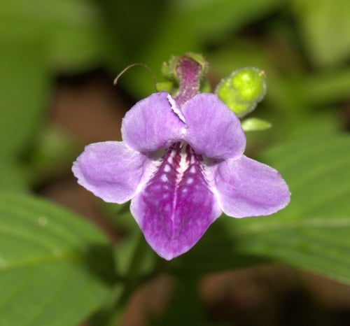 Asystasia dalzelliana