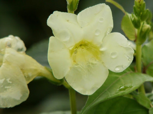 Asystasia gangetica (Chinese violet) — photo