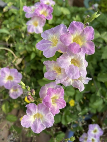 Asystasia gangetica (Chinese violet) — photo