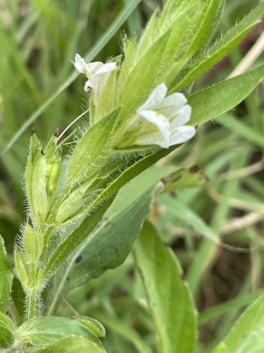 Asystasia mysorensis (Mysore asystasia) — photo