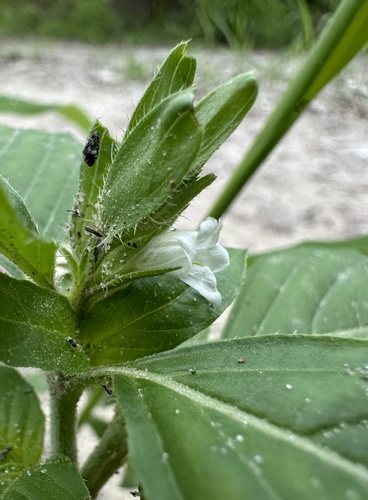 Asystasia mysorensis (Mysore asystasia) — photo