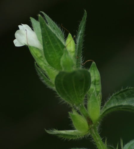 Asystasia mysorensis