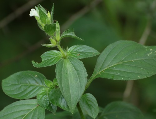 Asystasia schimperi (Atipa) — photo