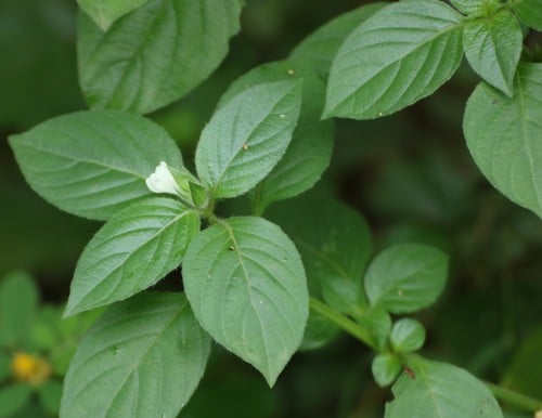 Asystasia schimperi