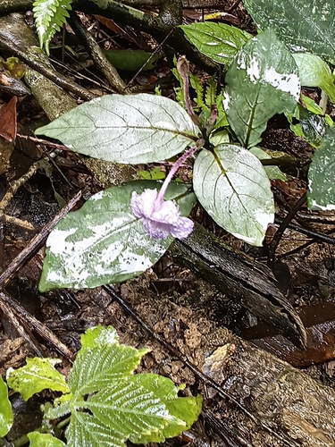 Asystasiella neesiana
