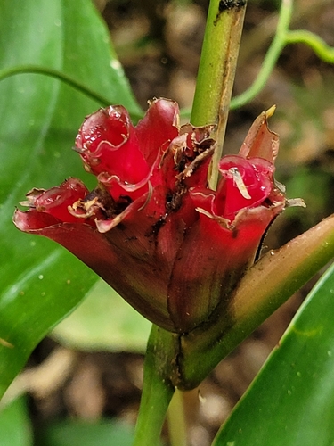 Ataenidia conferta
