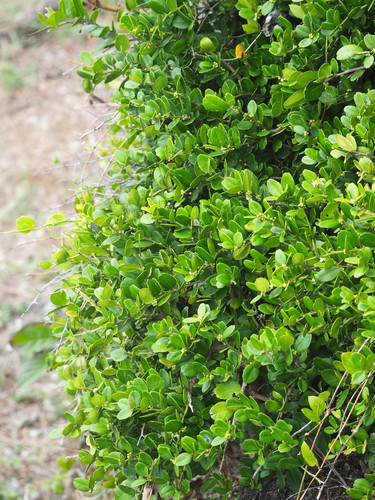 Atalantia buxifolia (Chinese box-orange) — photo