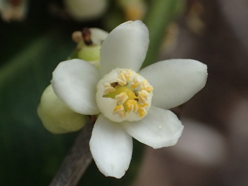 Atalantia buxifolia
