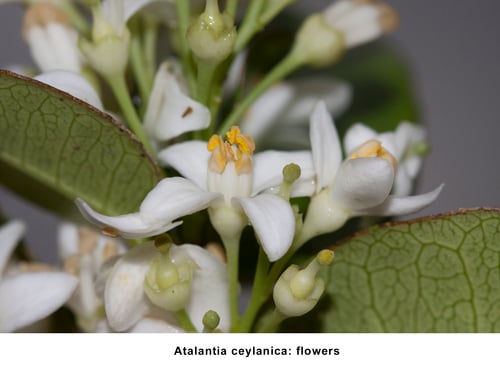 Atalantia ceylanica (Ceylon atalantia) — photo