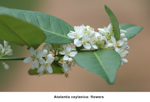 Atalantia ceylanica (Ceylon atalantia) — photo